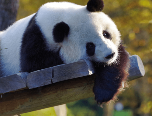 Dormir dans un zoo parc : émerveillement naturel tout confort